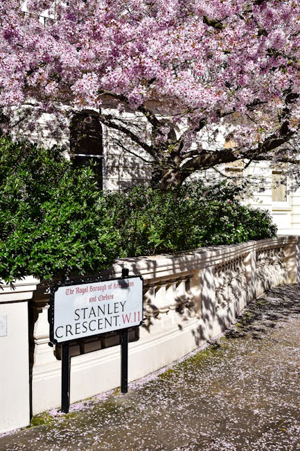A street scene featuring a large cherry blossom tree in full bloom with light pink flowers, casting shadows onto a pale stone boundary wall below. The tree's branches extend over the wall, hanging with blossoms, some of which have fallen onto the pavement, creating a carpet of pink petals. Behind the wall, dark green shrubs are visible, adding contrast to the delicate flowers. A white and black street sign indicates 'Stanley Crescent W.11' and mentions the Royal Borough of Kensington and Chelsea, positioned at the front left of the image. The overall scene captures a peaceful, well-maintained urban environment characteristic of a residential area in Chelsea. Natural lighting highlights the texture of the blossoms and the wall, emphasizing the seasonal atmosphere. The image subtly reflects an alternative approach to property maintenance and disposal, suitable for private rubbish removal services provided by companies like Rubbish Removal Chelsea.